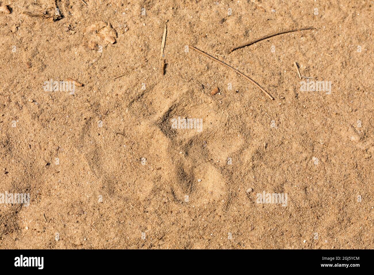 India, Madhya Pradesh, Kanha National Park. Picture of the print of a tiger's paw. Stock Photo