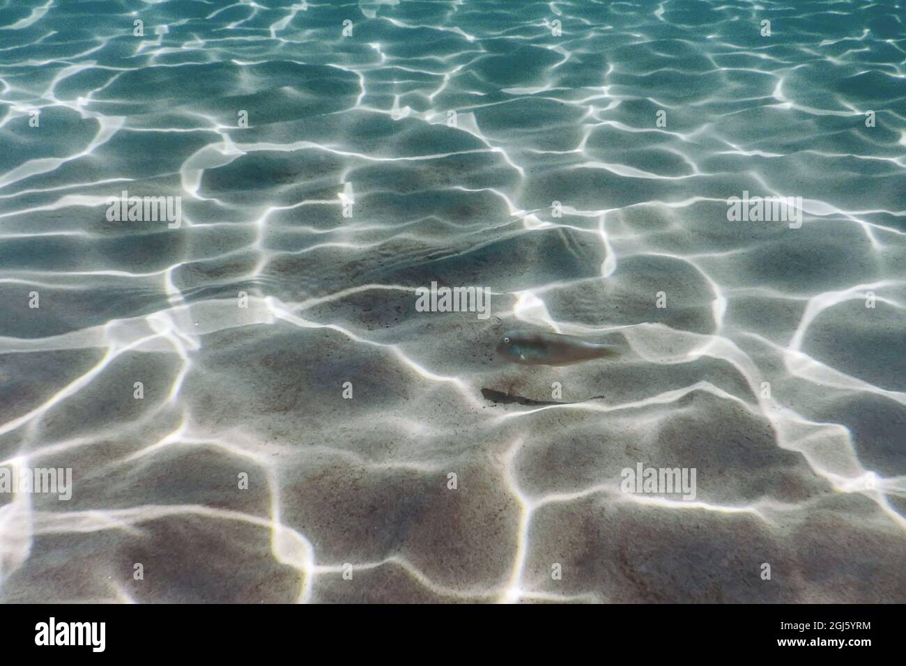 Sandy bottom, fish swimming underwater Pearly Razorfish Stock Photo