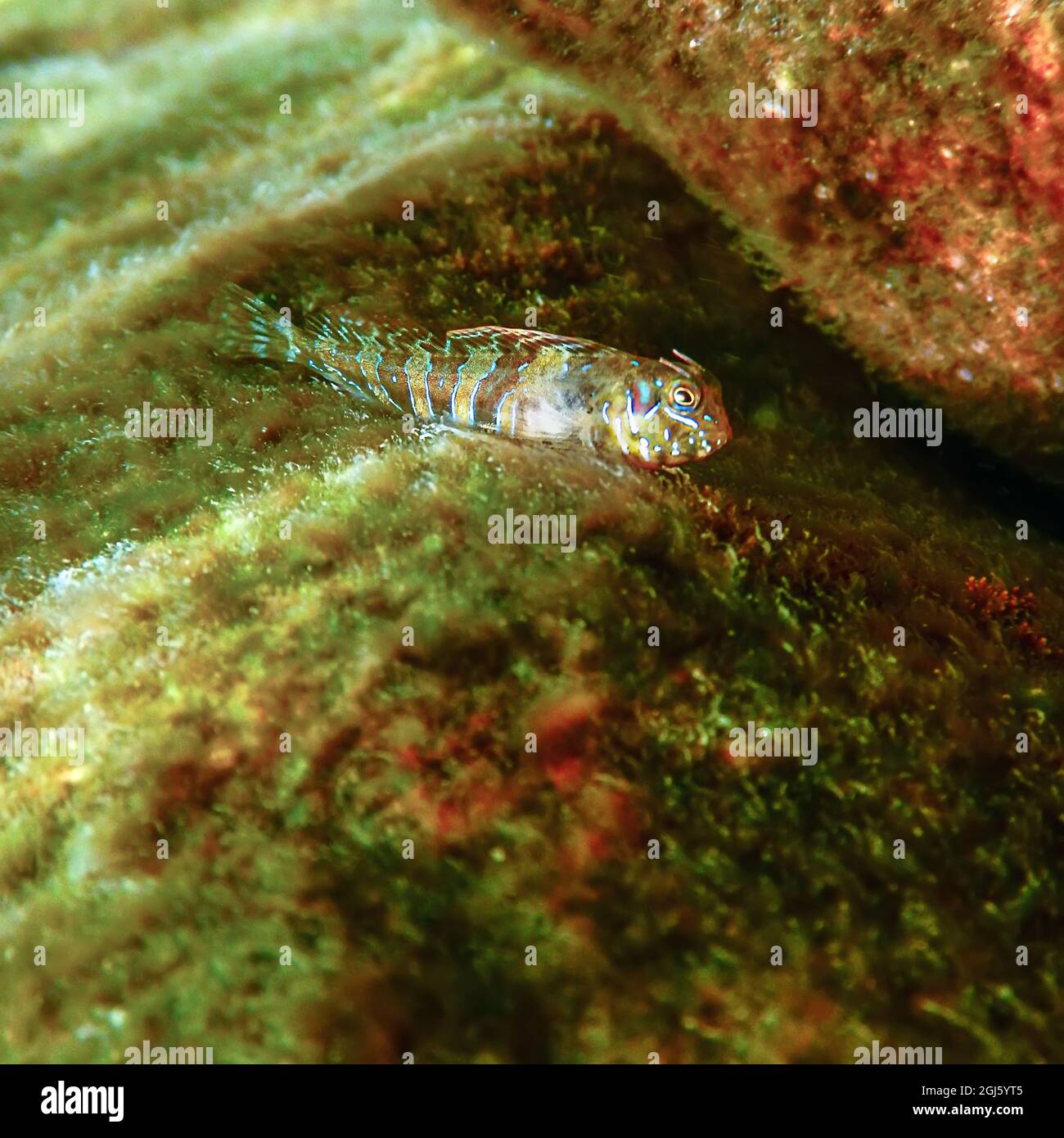 Portrait Of Cute Blenny fish, Close up  (Parablennius zvonimiri) Stock Photo