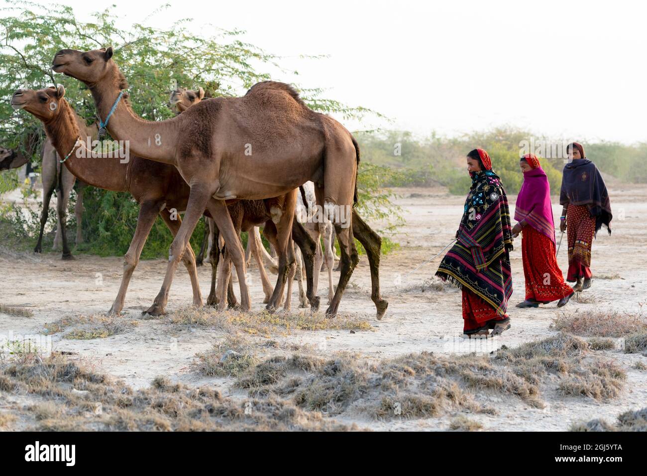 India, Gujarat, Great Rann of Kutch, Bhuj, FakiraniJat Tribe. Three