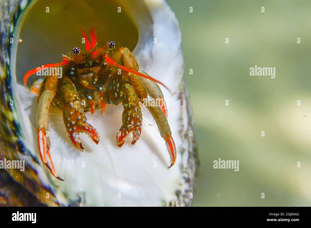 Small funny hermit crab underwater close up. Stock Photo