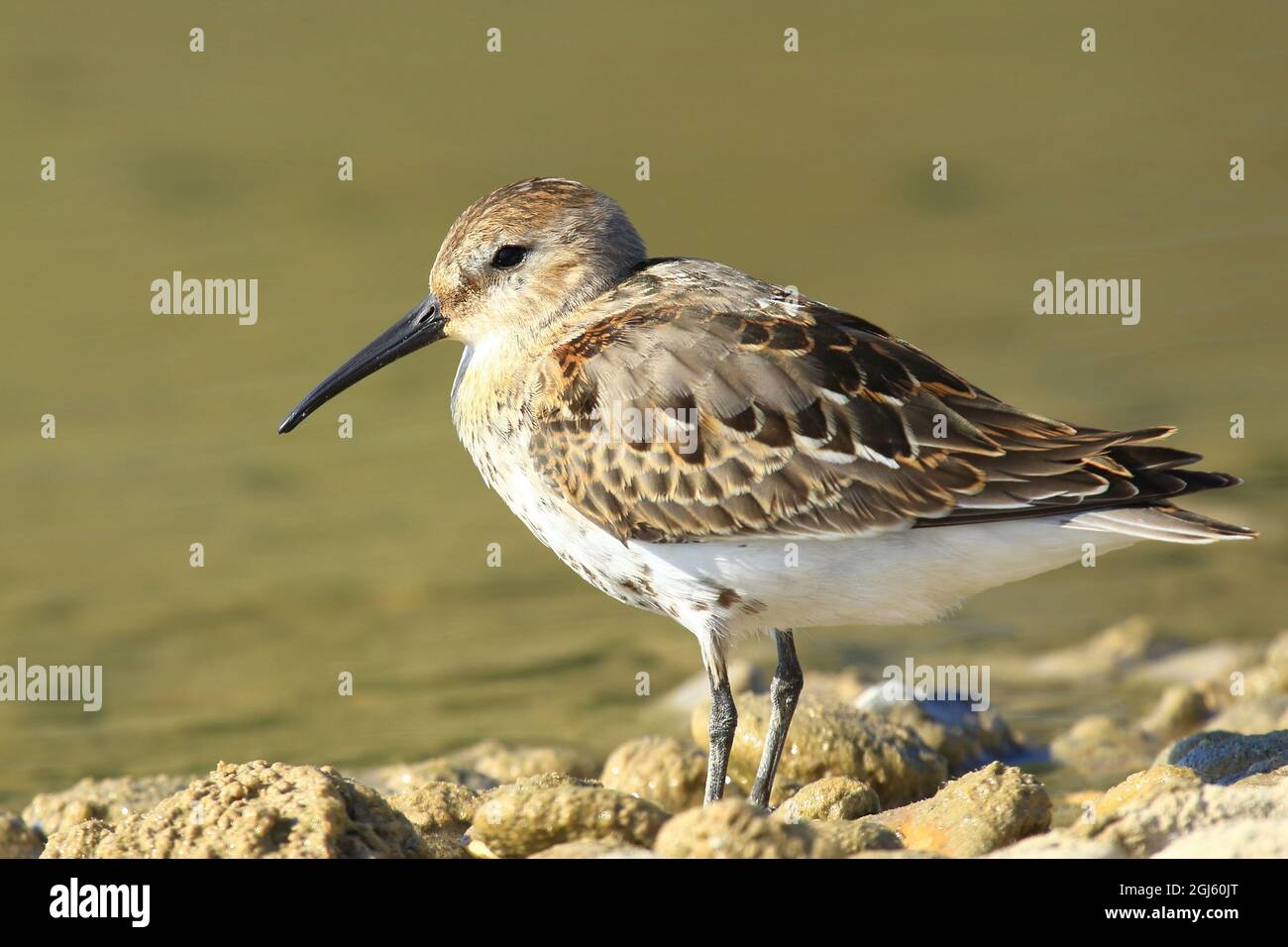 Dunling Migratory dunlin hi-res stock photography and images - Alamy