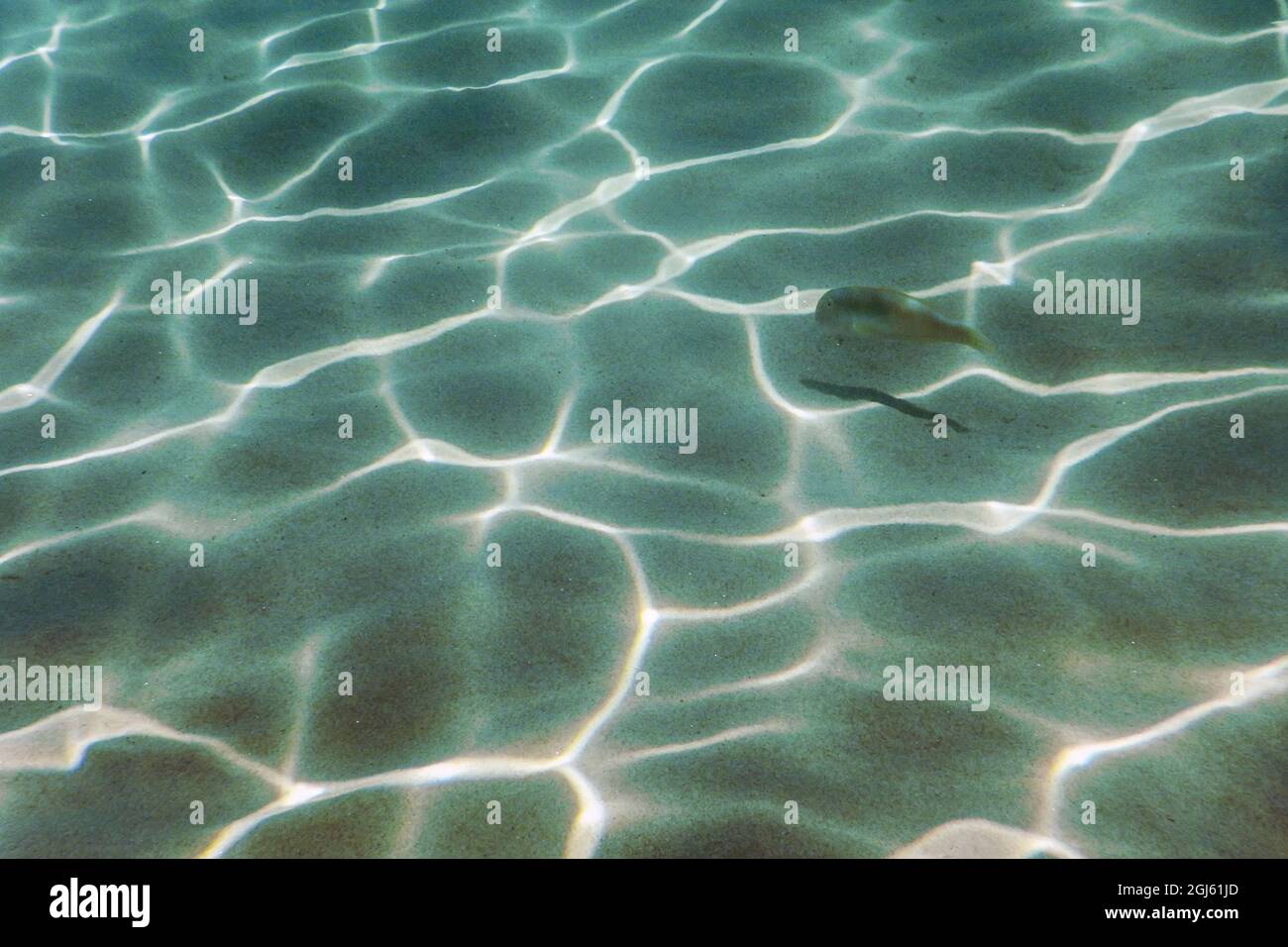 Sandy bottom, fish swimming underwater Stock Photo