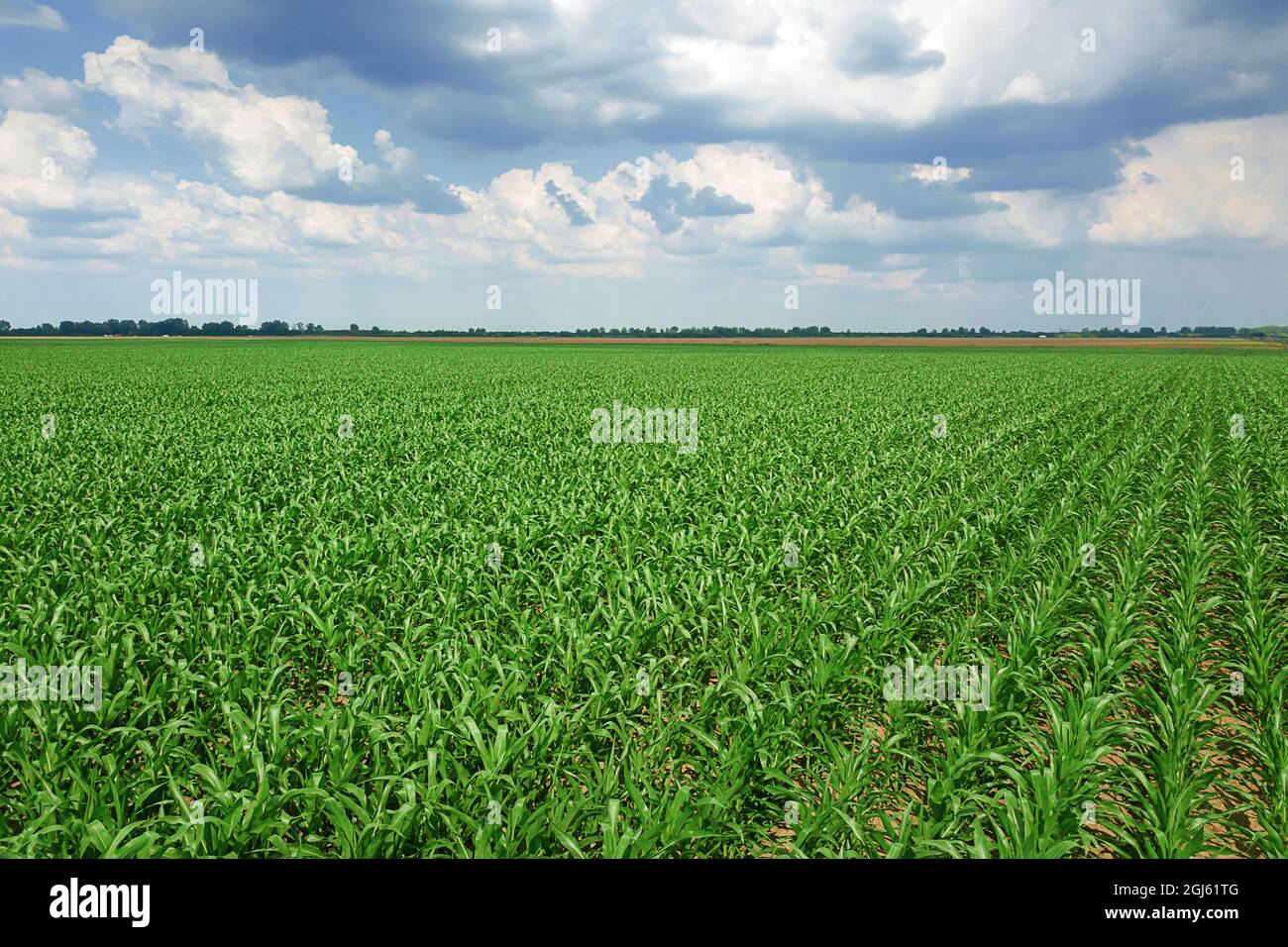 Aerial view of a green corn field. Corn Aerial Stock Photo - Alamy