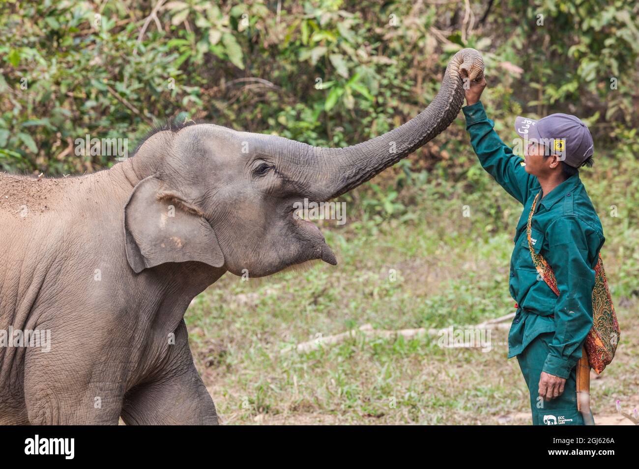 Laos, Sainyabuli. Elephant Conservation Center, mahout and Asian elephant calf. (MR) Stock Photo