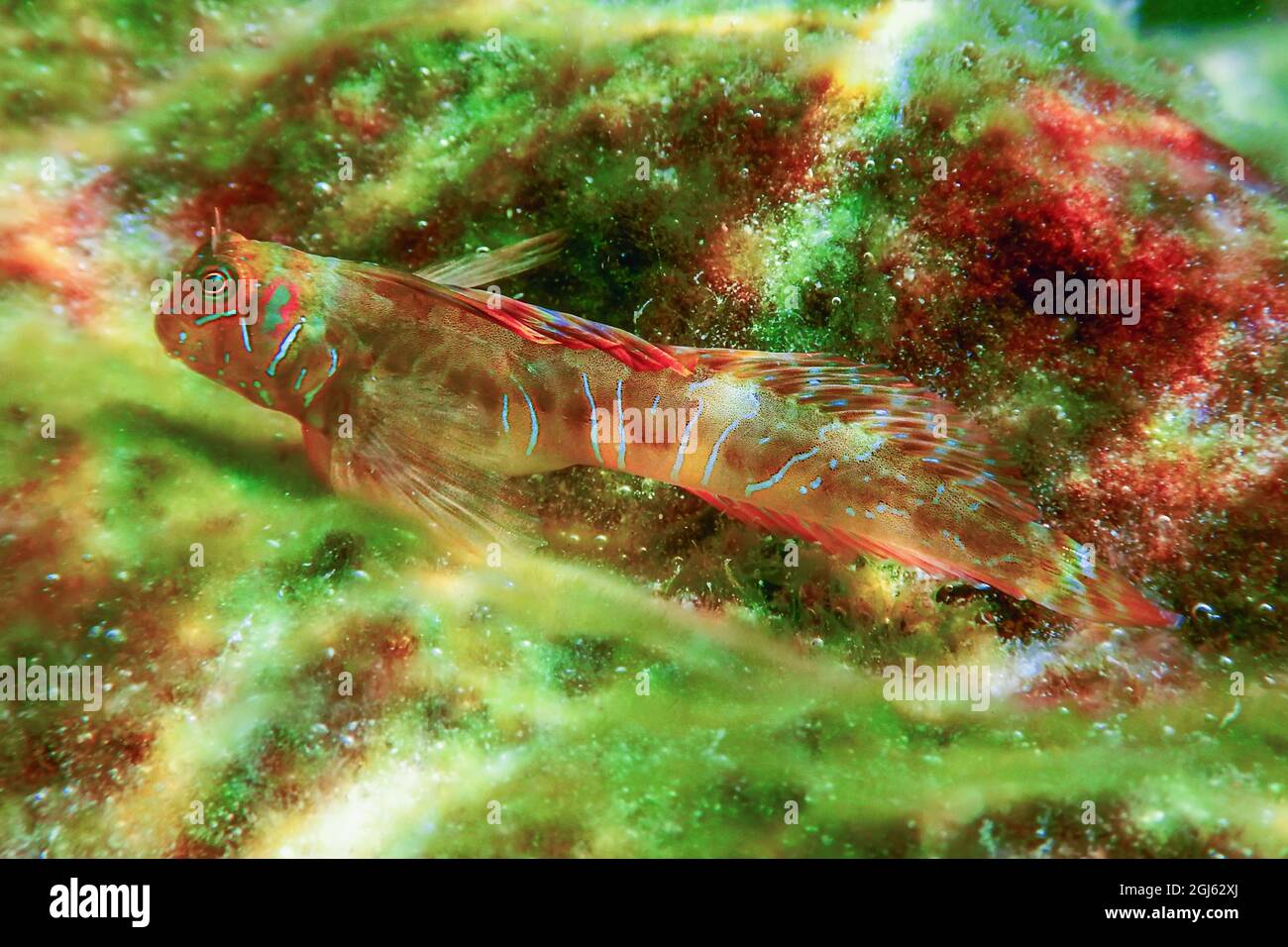 Portrait Of Cute Blenny fish, Close up  (Parablennius zvonimiri) Stock Photo