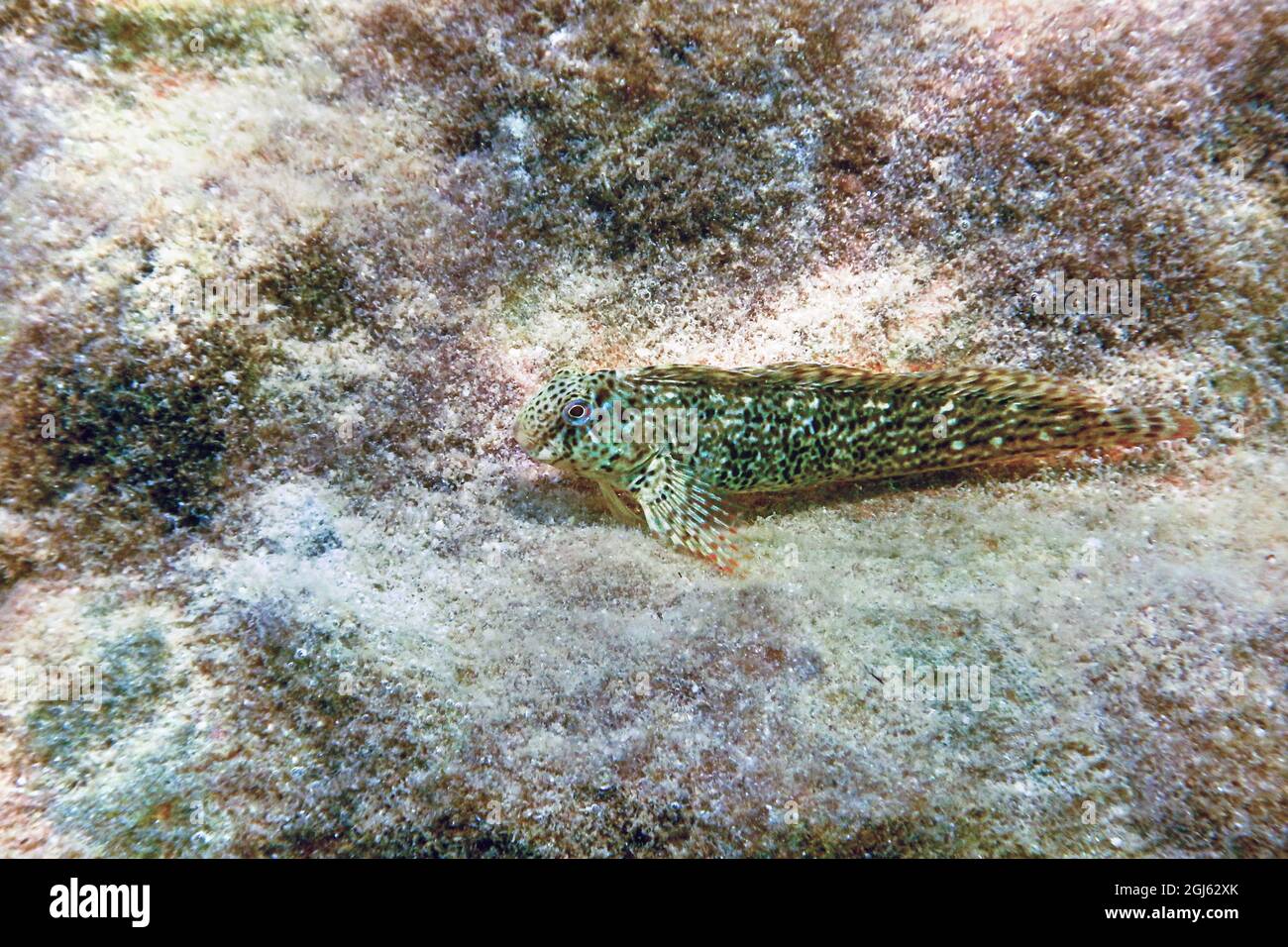 Portrait Of Cute Blenny fish, Close up Stock Photo