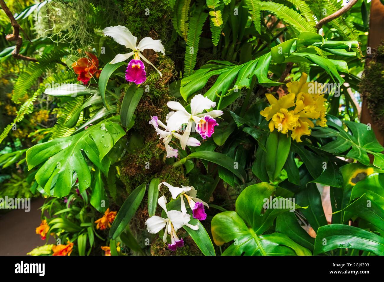 Orchids of the amazon hi-res stock photography and images - Alamy