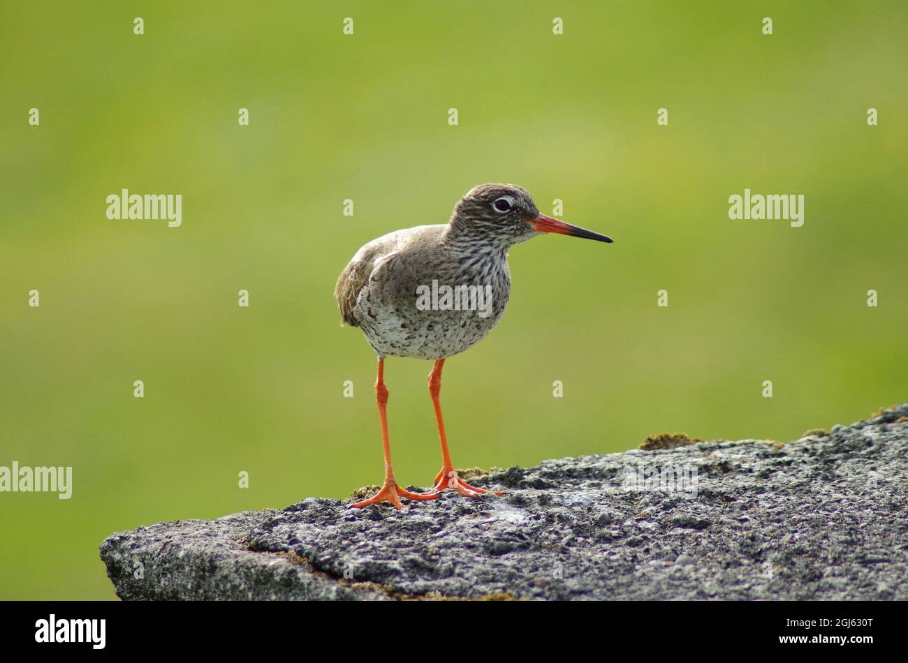 Common redshank hopping around in Iceland on gray rock, isolated on a green background. Stock Photo