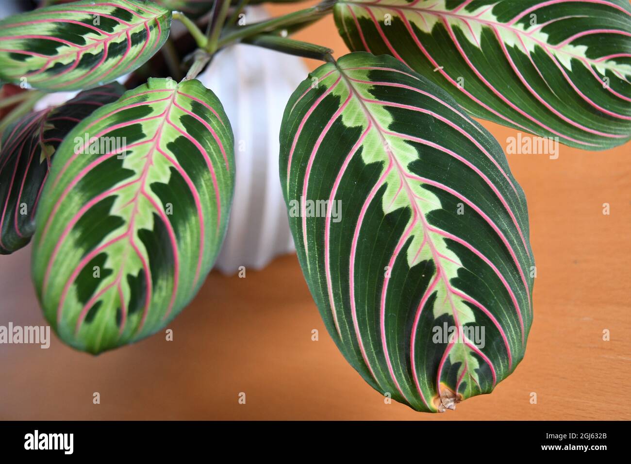 Close-up of prayer plant (Maranta leuconeura) in white pot. Isolated against brown wood background. Stock Photo