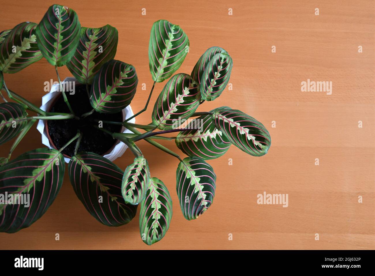 Prayer Plant (Maranta leuconeura) in white pot, shot from above. Background is brown wood, landscape orientation. Stock Photo