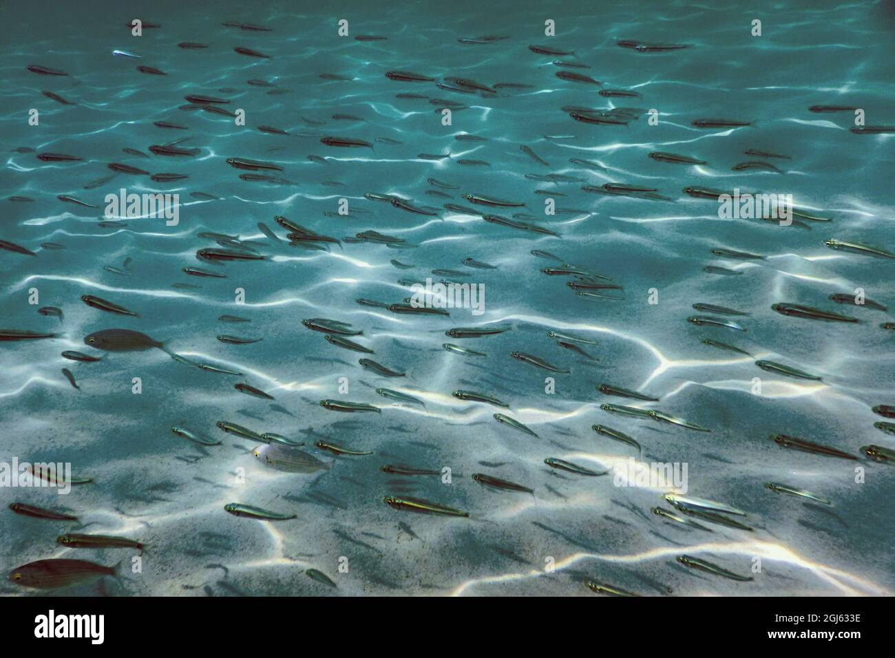 Sandy bottom, fish swimming underwater Stock Photo
