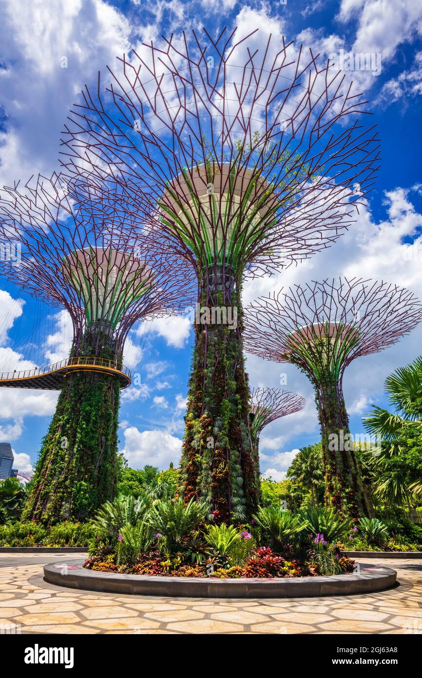 The Supertree Grove at Gardens by the Bay, Singapore Stock Photo - Alamy