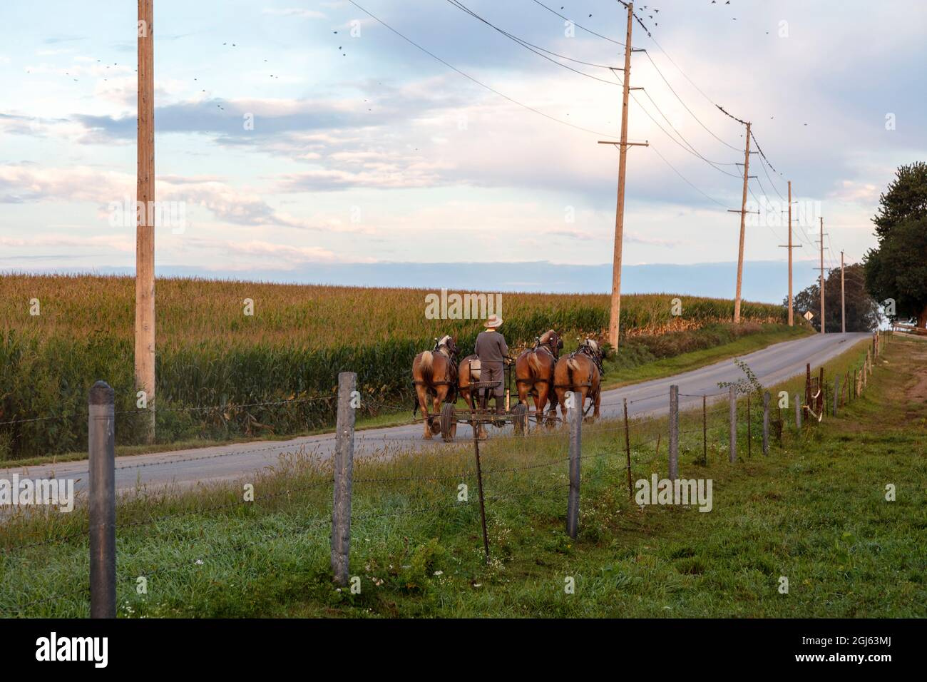 Amish farm, Belgian work horses pulling cart down country road, Summer, Indiana, USA, by James D Coppinger/Dembinsky Photo Assoc Stock Photo