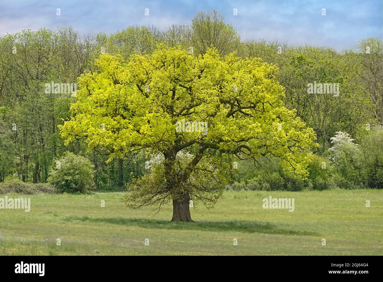 Spring leaf growth on freestanding isolated English oak tree in grass field in front of a mixed springtime woodland landscape backdrop in England UK Stock Photo