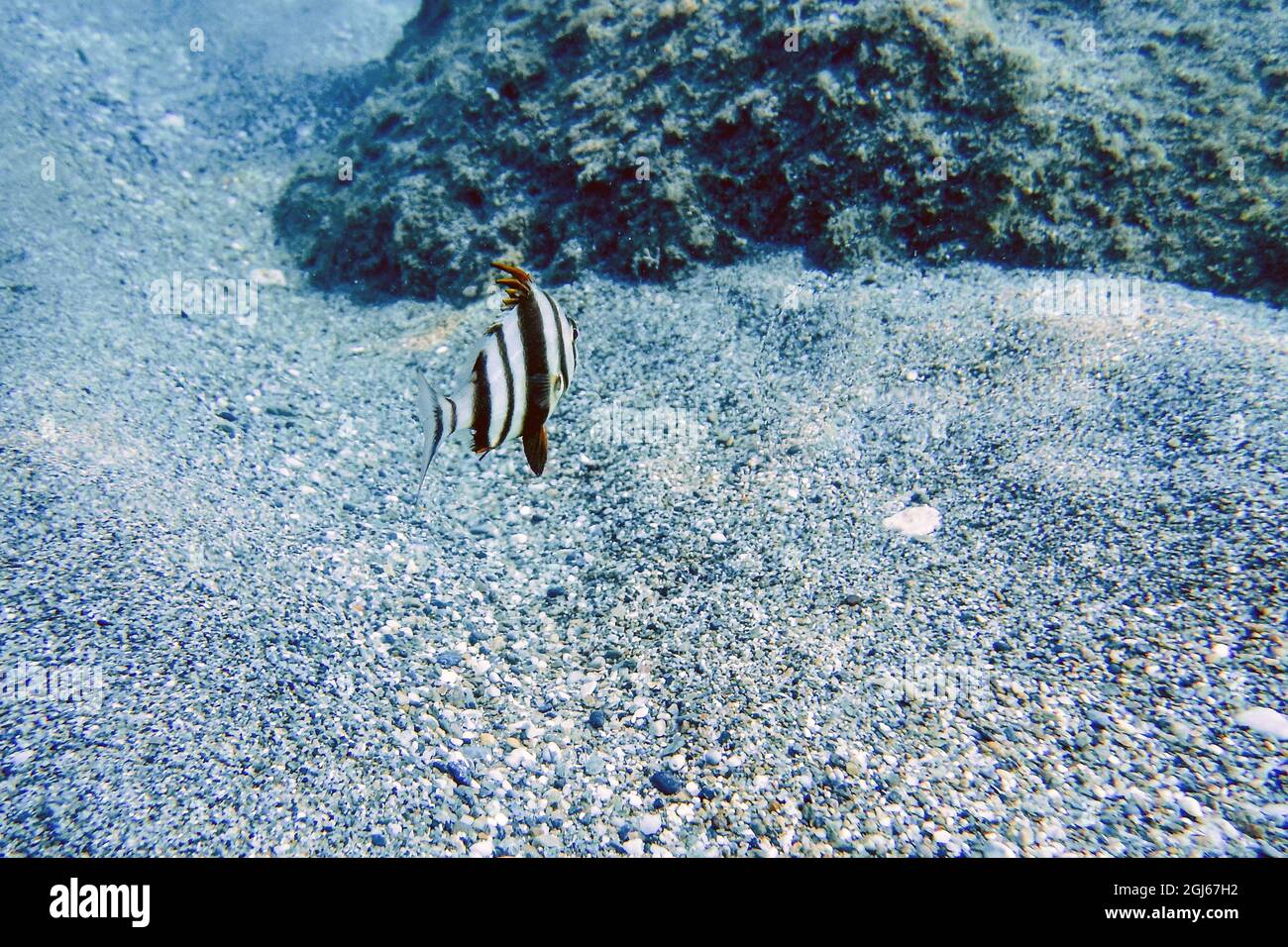 Redbanded Seabream Underwater (Pagrus auriga) Under the Sea Beautiful Fish Stock Photo