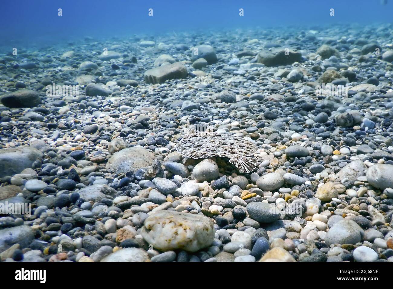 Flounder Camouflaged Underwater, Perfect Camouflaged Underwater life Stock Photo
