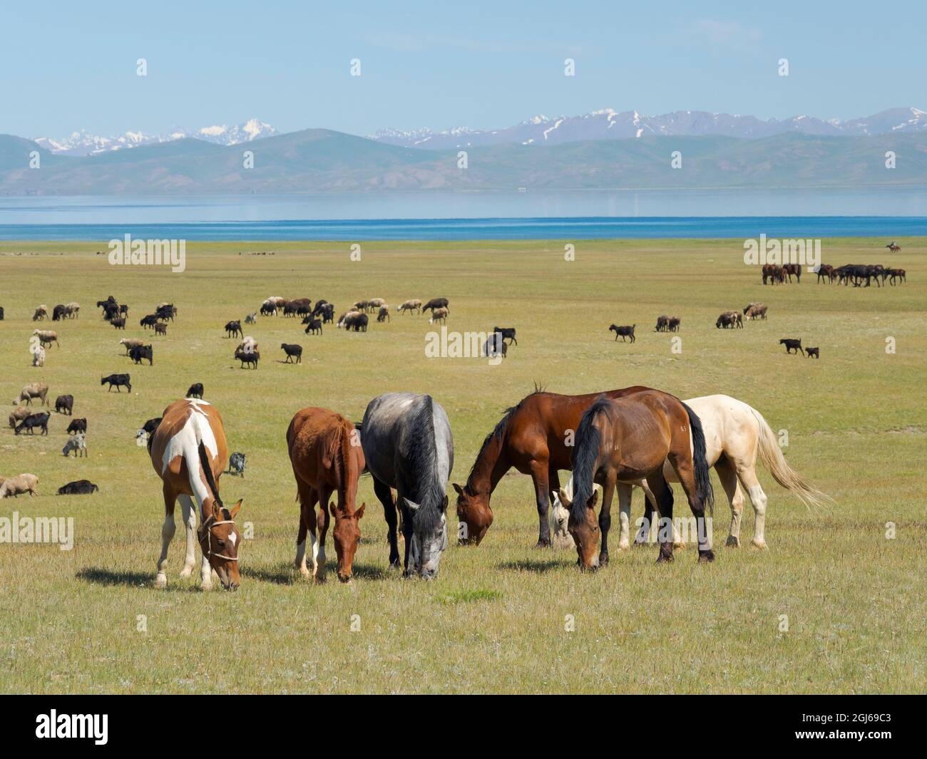 the-mountain-horse-of-kirghizia-hi-res-stock-photography-and-images-alamy