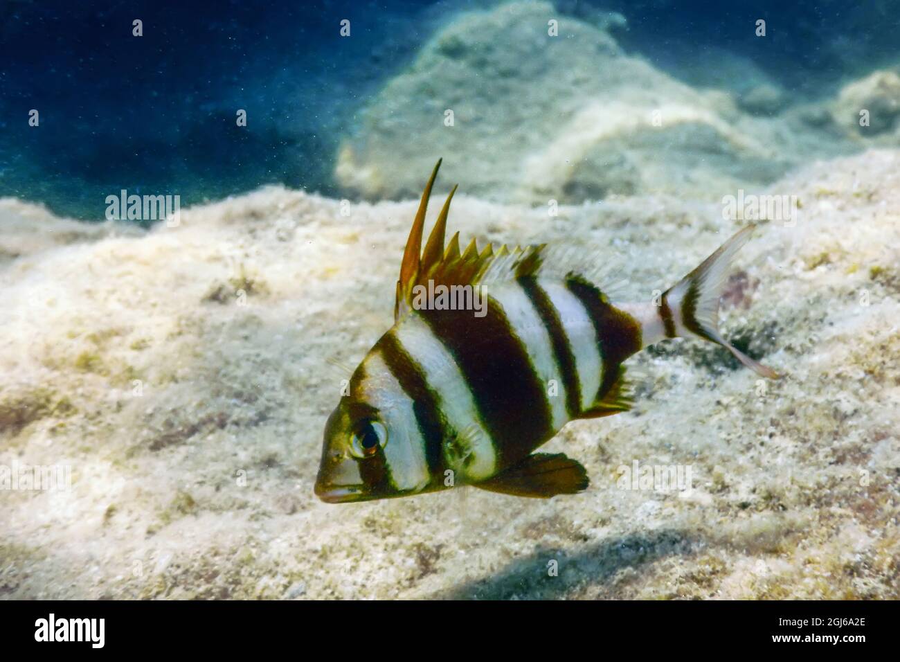 Redbanded Seabream Underwater (Pagrus auriga) Under the Sea Beautiful Fish Stock Photo