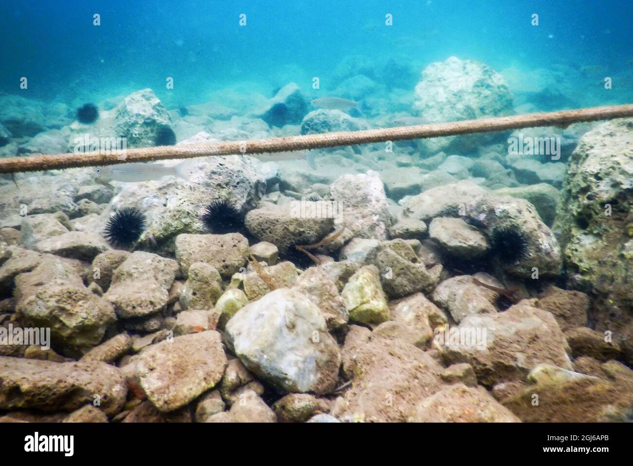Old Rope View from Underwater in the Caribbean Sea Stock Photo - Alamy