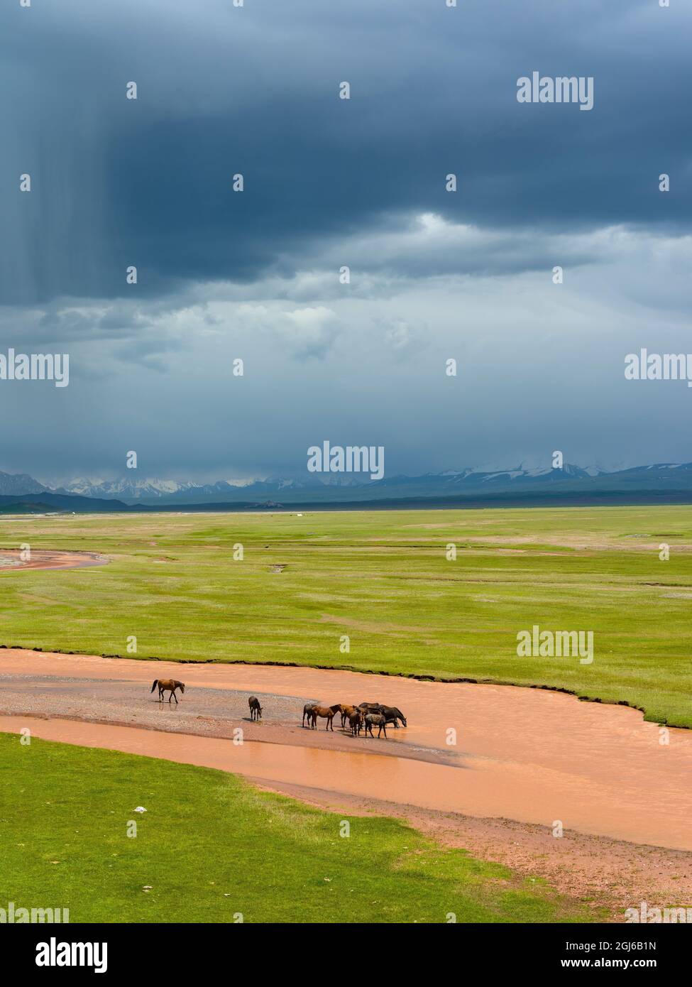 Horses in the Alay Valley and the Trans-Alay Range in the Pamir ...