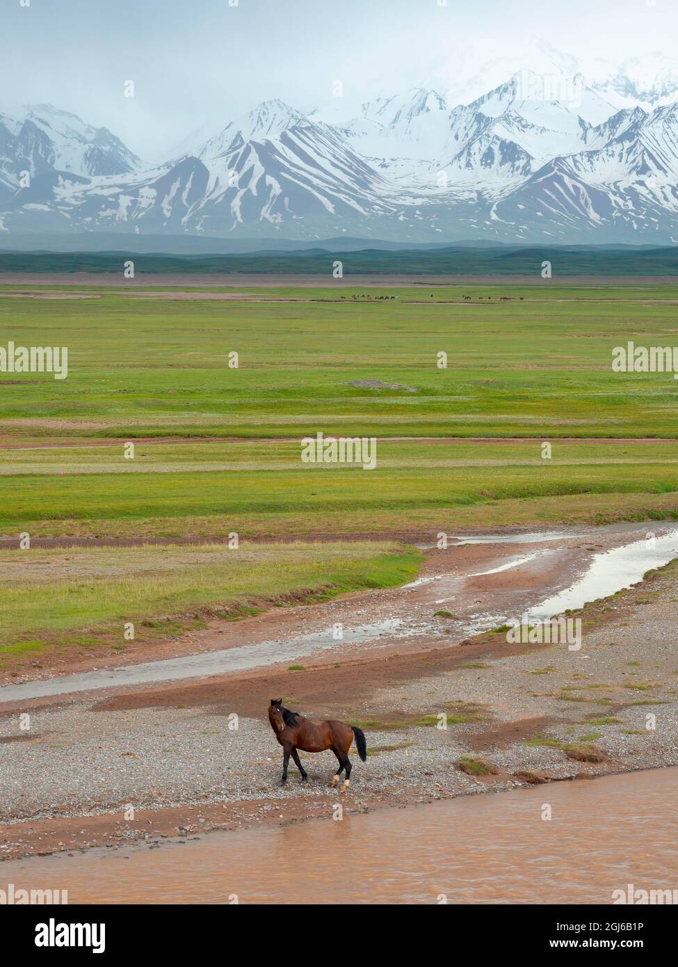 Horses in the Alay Valley and the Trans-Alay Range in the Pamir ...