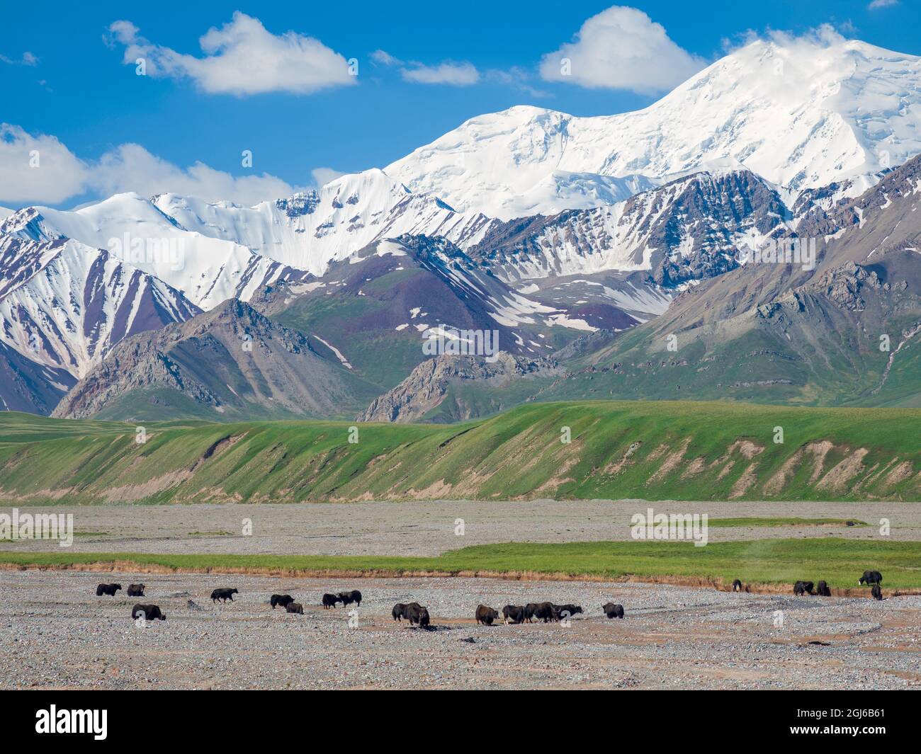 Domestic Yak on their summer pasture. Alaj Valley in front of the Trans-Alay mountain range in the Pamir Mountains. Central Asia, Kyrgyzstan Stock Photo