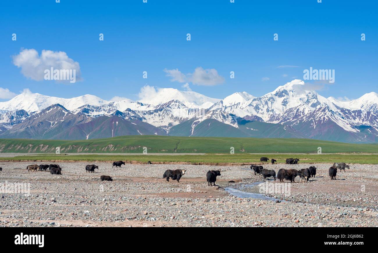 Domestic Yak on their summer pasture. Alaj Valley in front of the Trans-Alay mountain range in the Pamir Mountains. Central Asia, Kyrgyzstan Stock Photo