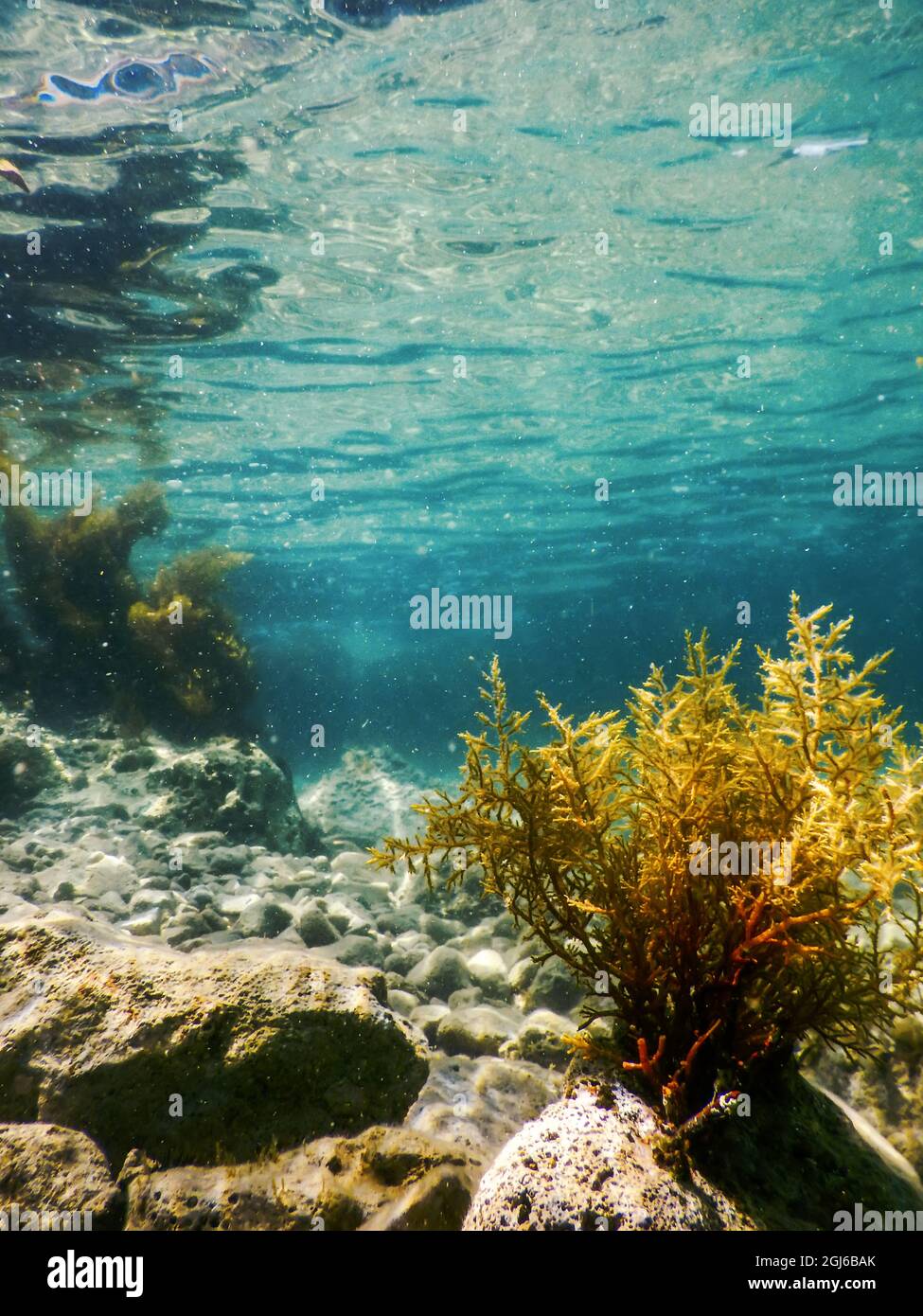 Forest of Seaweed, Seaweed Underwater, Seaweed Shallow Water near