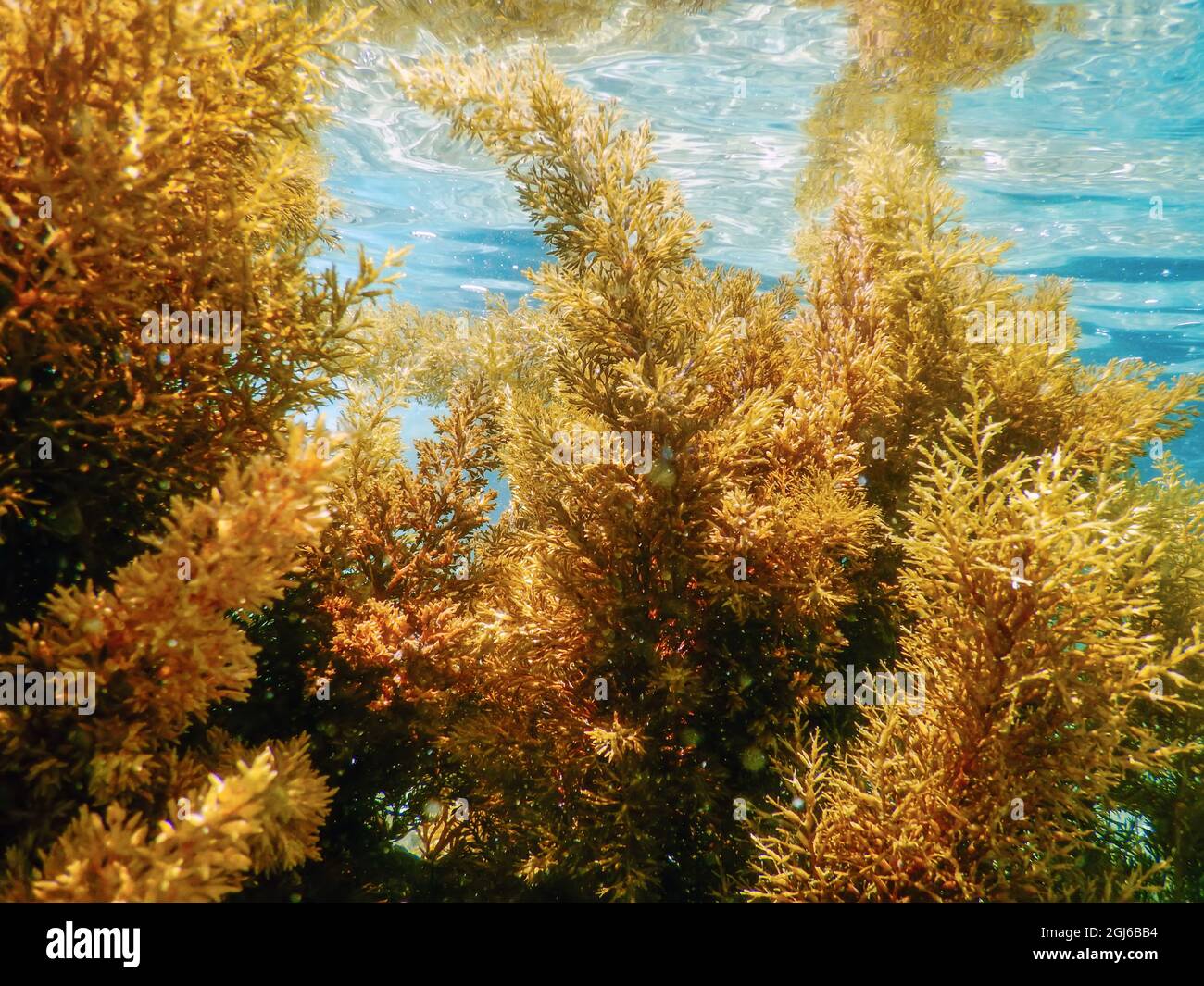 Forest of Seaweed, Seaweed Underwater, Seaweed Shallow Water near