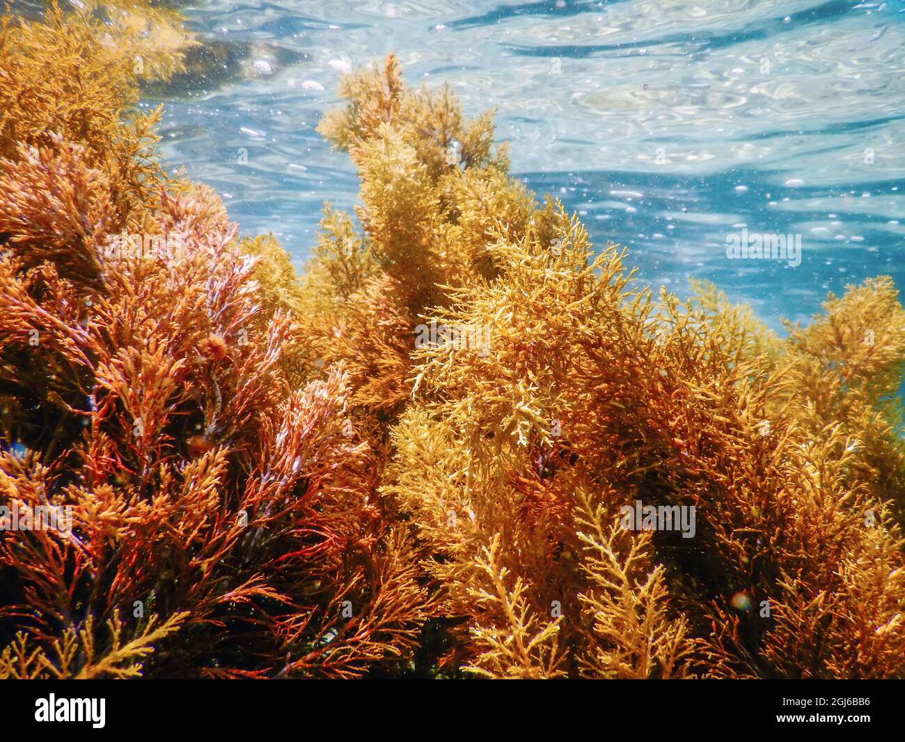 Forest of Seaweed, Seaweed Underwater, Seaweed Shallow Water near