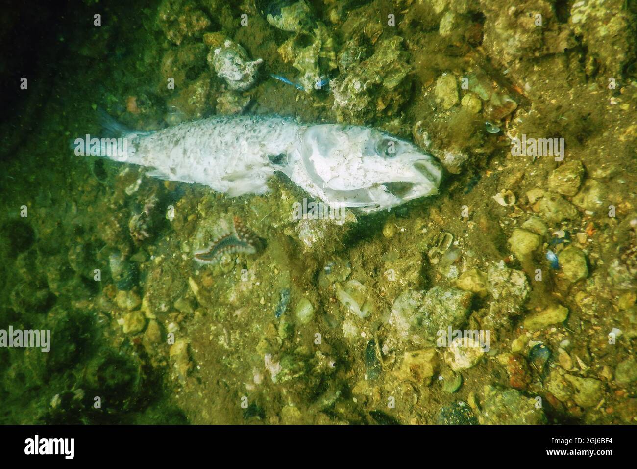 Dead Fish Lying at Bottom of the Ocean, Ocean Environmental Destruction