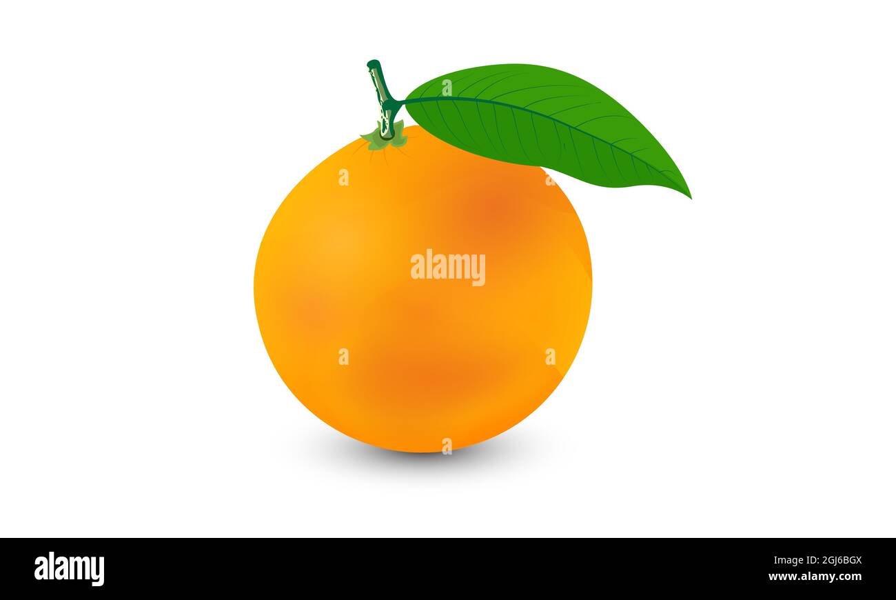 Orange vector with leaves isolated on white background. Vector fruit