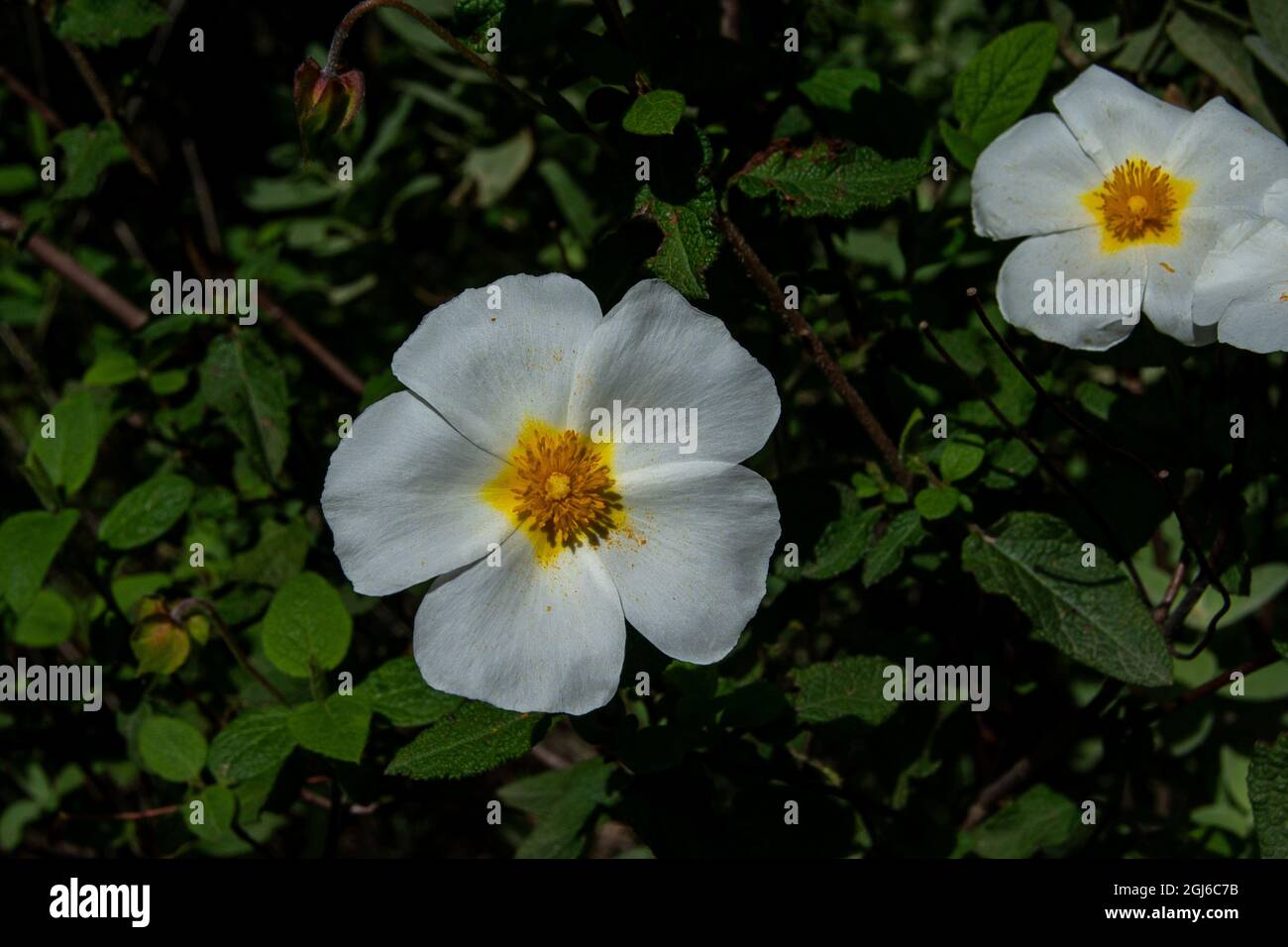 Cistus salviifolius. Sageleaved rockrose Stock Photo Alamy