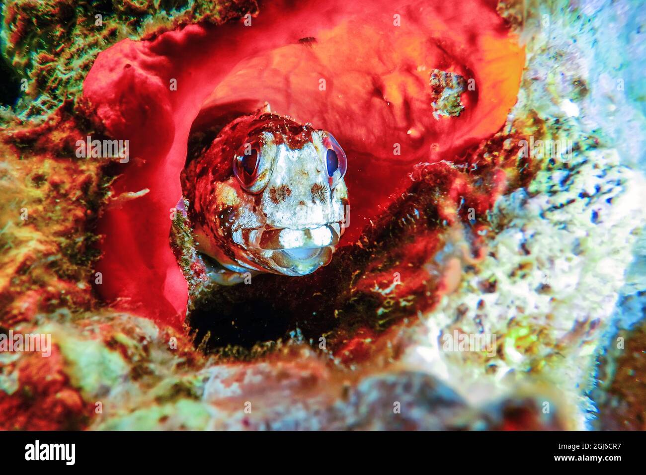Portrait Of Cute Blenny fish, Close up Stock Photo