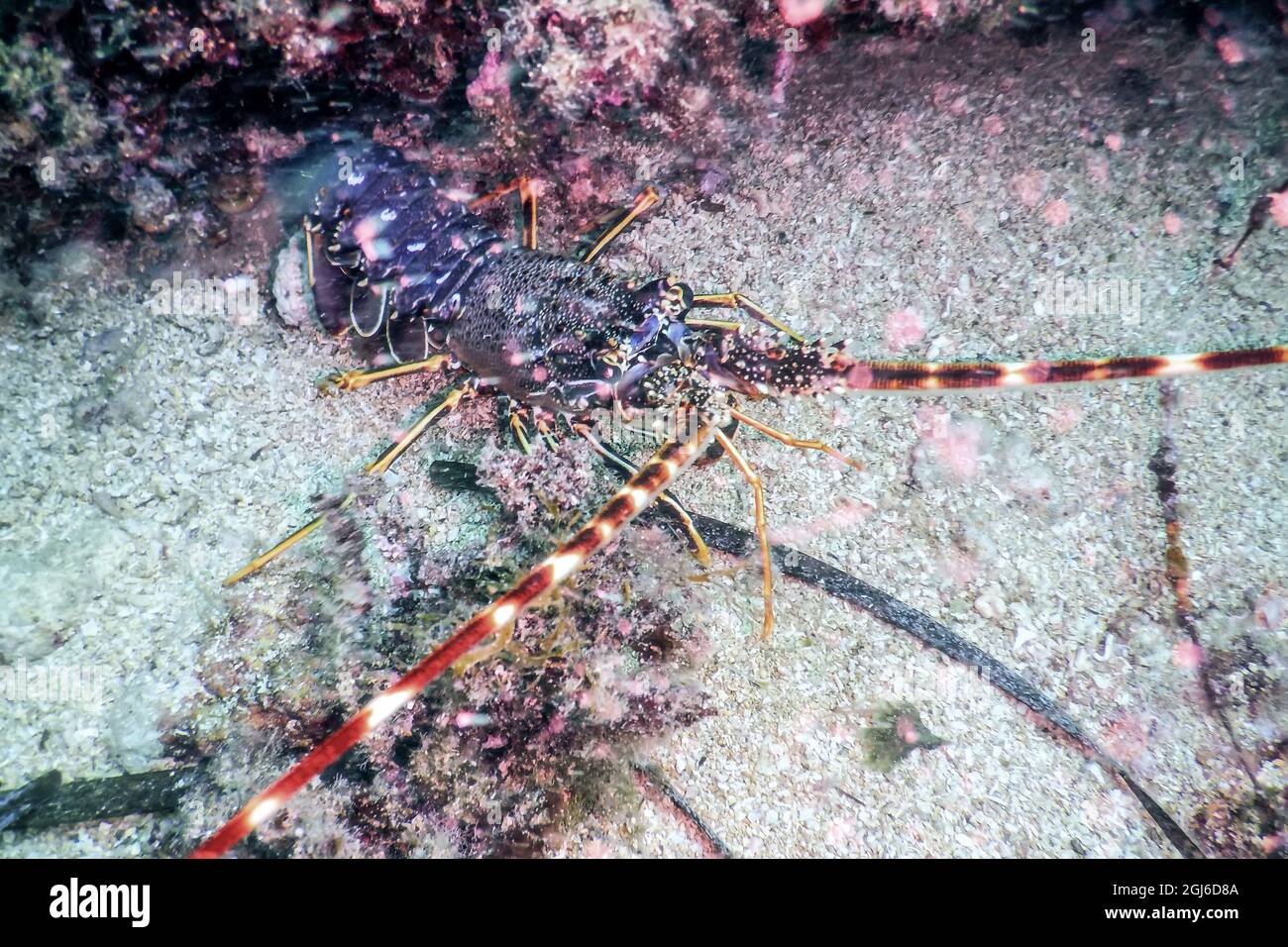 Common Spiny Lobster (Palinurus elephas) Mediterranean Lobster Stock Photo