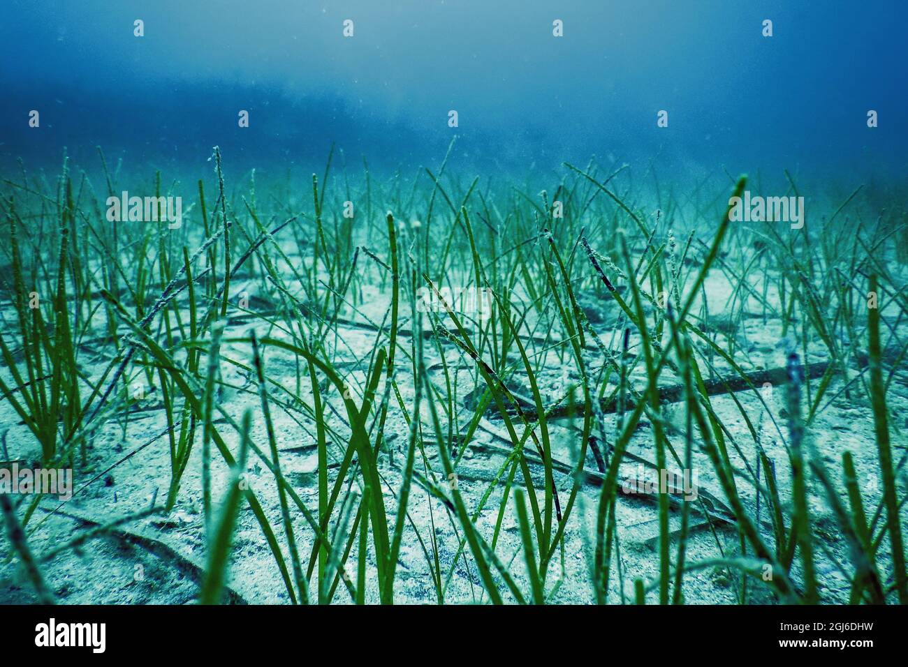 Sea Grass Ecosystem High Resolution Stock Photography and Images Alamy