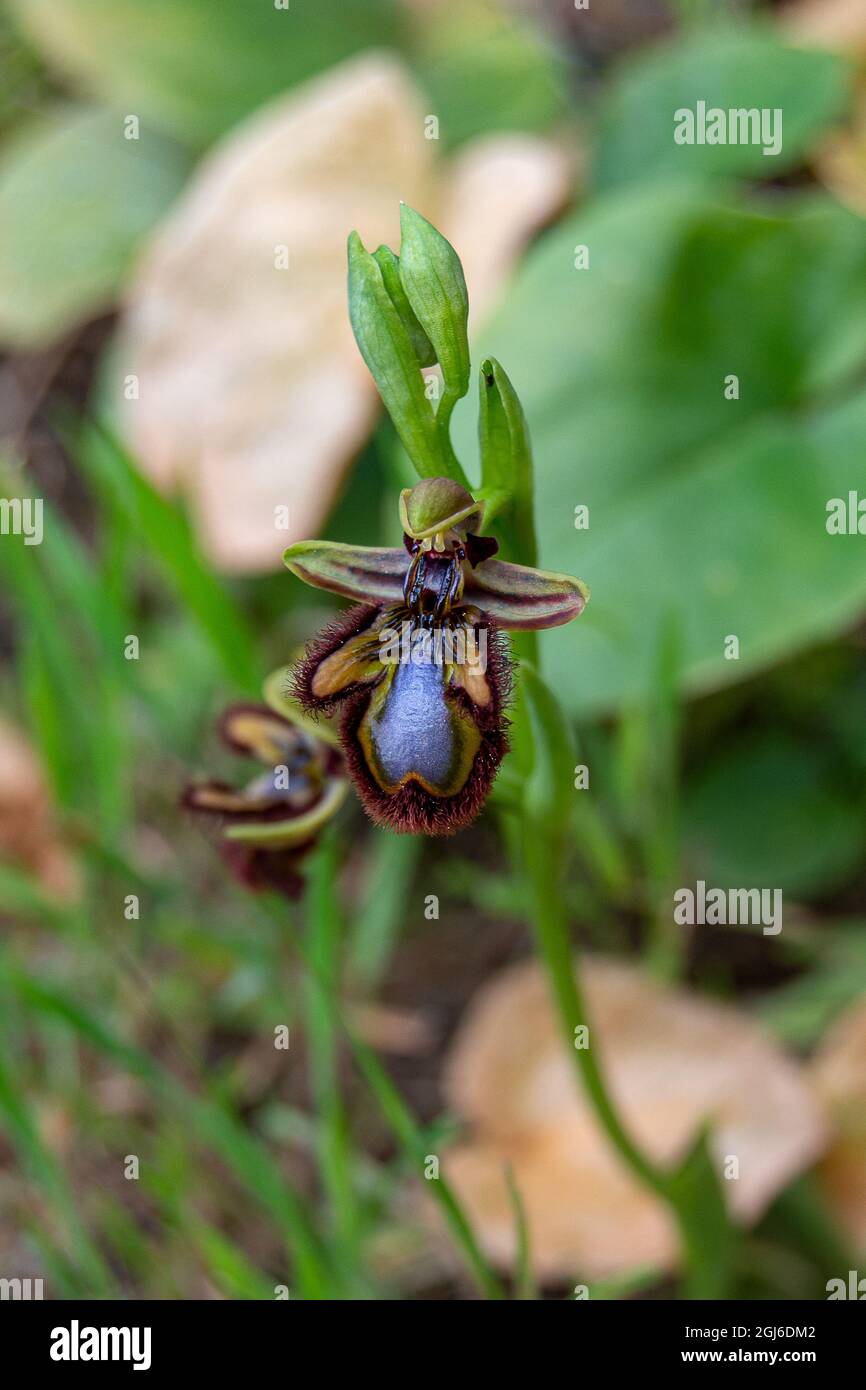 Ophrys speculum. Mirror orchid Stock Photo