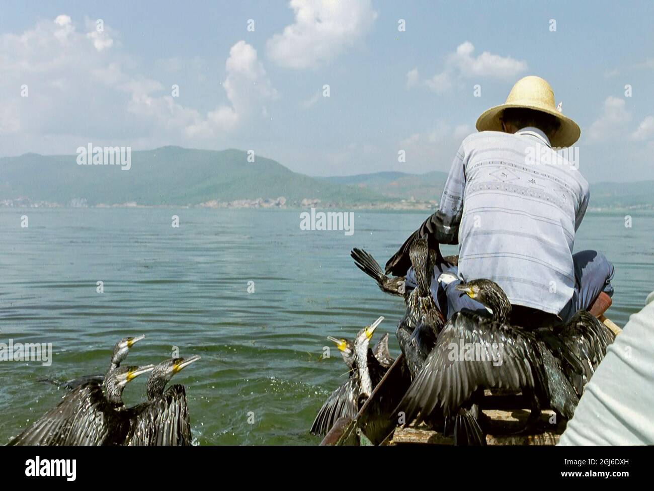 Chinese fisherman with cormorants in and out of boat in Yunan. Cormorant fishing is a traditional way of life. The cormorants get the small fish they Stock Photo