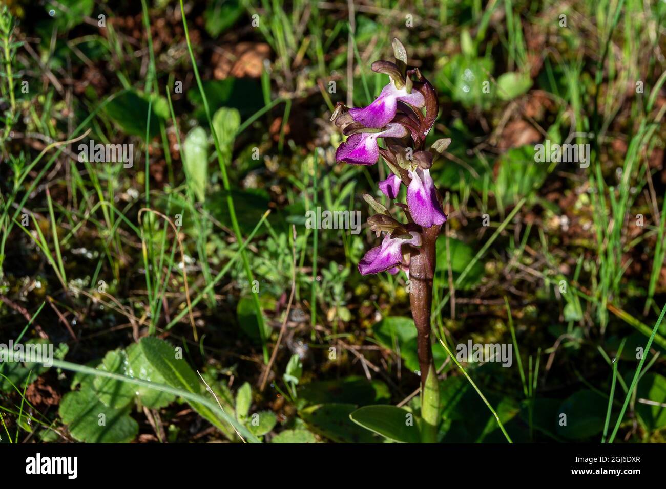 Orchis collina. Anacamptis collina Stock Photo