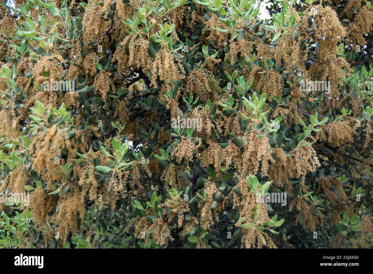 Holm oak. Quercus ilex L. subsp. ballota Stock Photo - Alamy