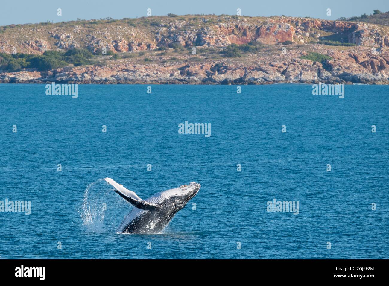 Western Australia, Kimberley Coast, between Yampi Sound and Broom. Breaching male humpback whale in the Timor Sea with Kimberley coast in the distance Stock Photo