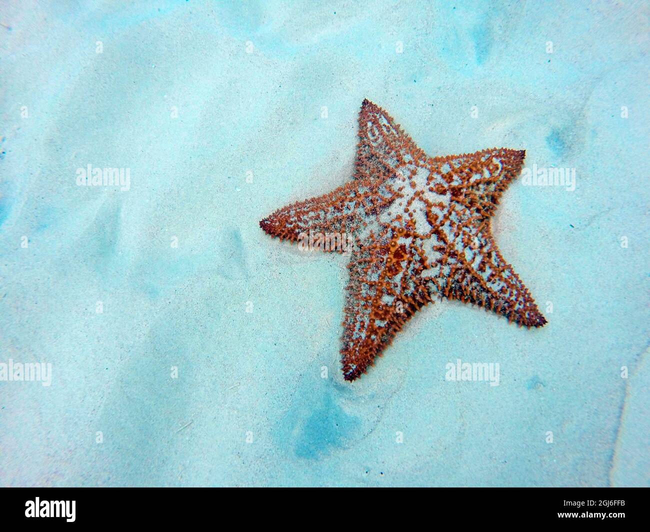 Caribbean, Barbados, Carlisle Bay. Red cushion sea star in sand. Stock Photo