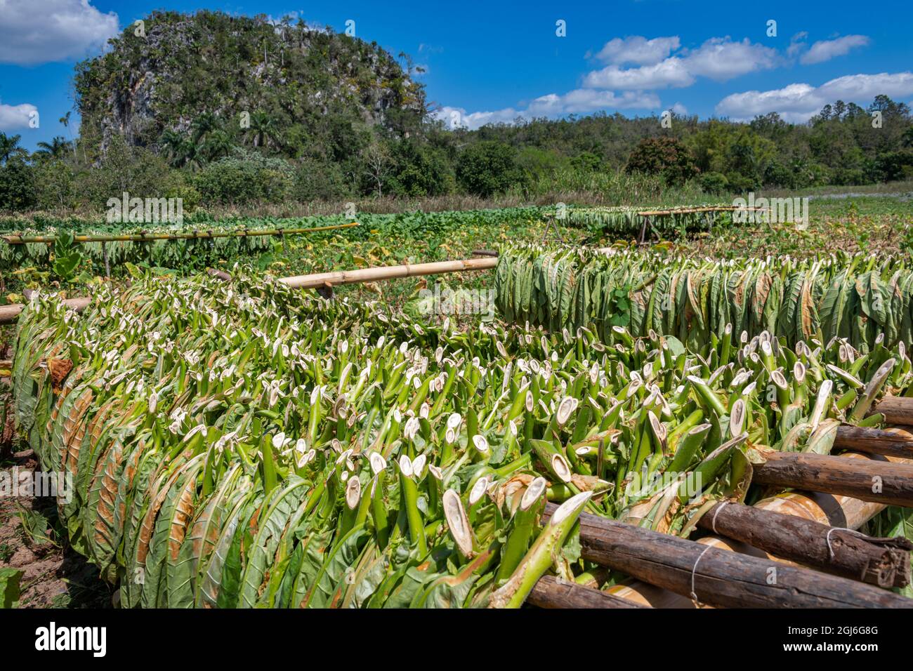 tobacco leaf md tobaccoleaf_md (@tobaccoleaf_md) · Jessup, MD