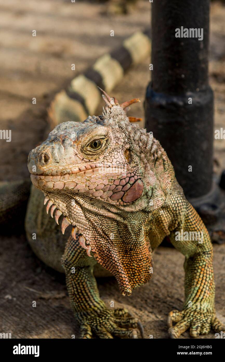 Green iguana (Iguana iguana), St. Thomas, US Virgin Islands Stock Photo