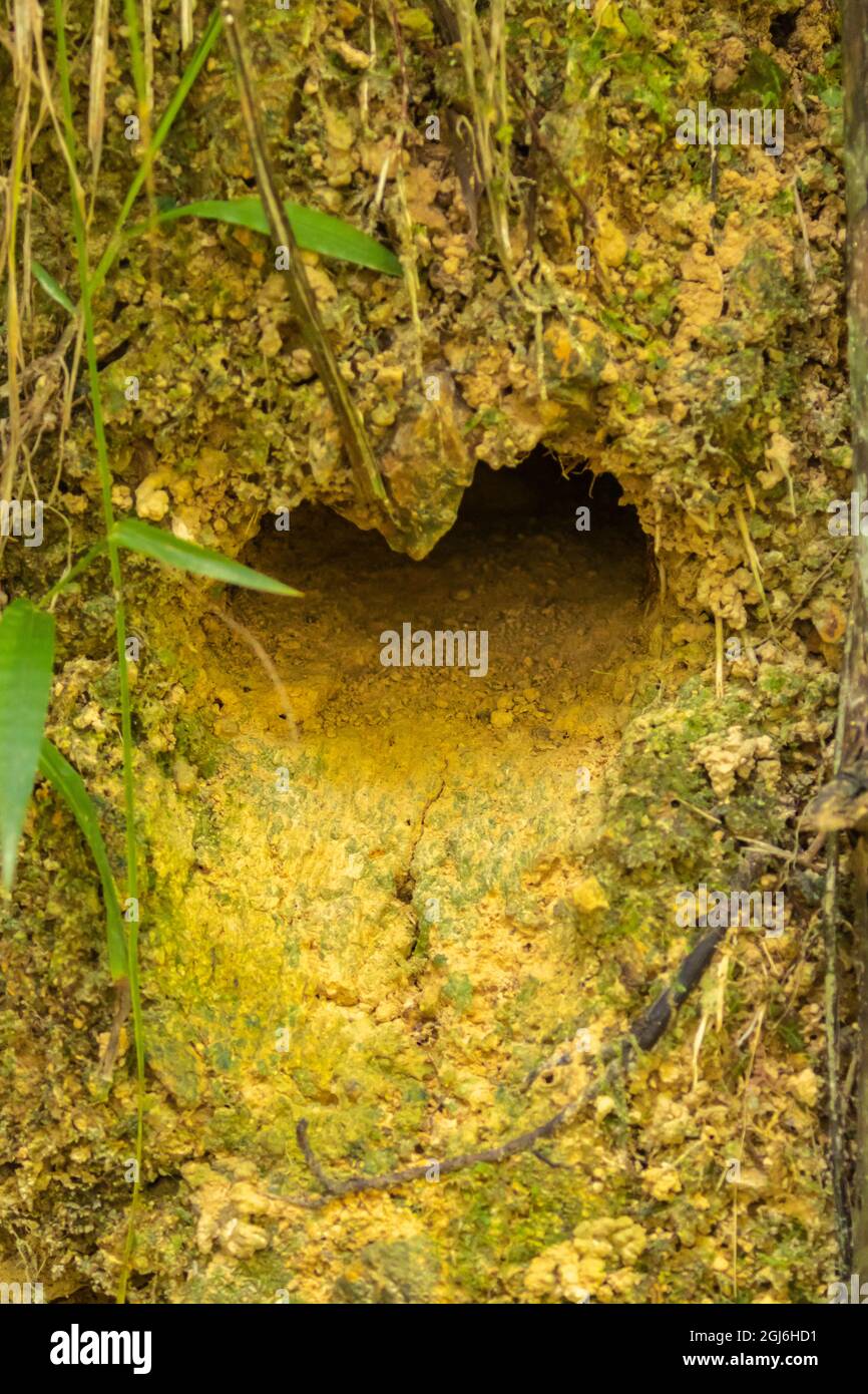 Caribbean, Tobago. Gray-throated leaftosser bird nest burrow in ground. Credit as: Cathy and Gordon Illg / Jaynes Gallery / DanitaDelimont.com Stock Photo