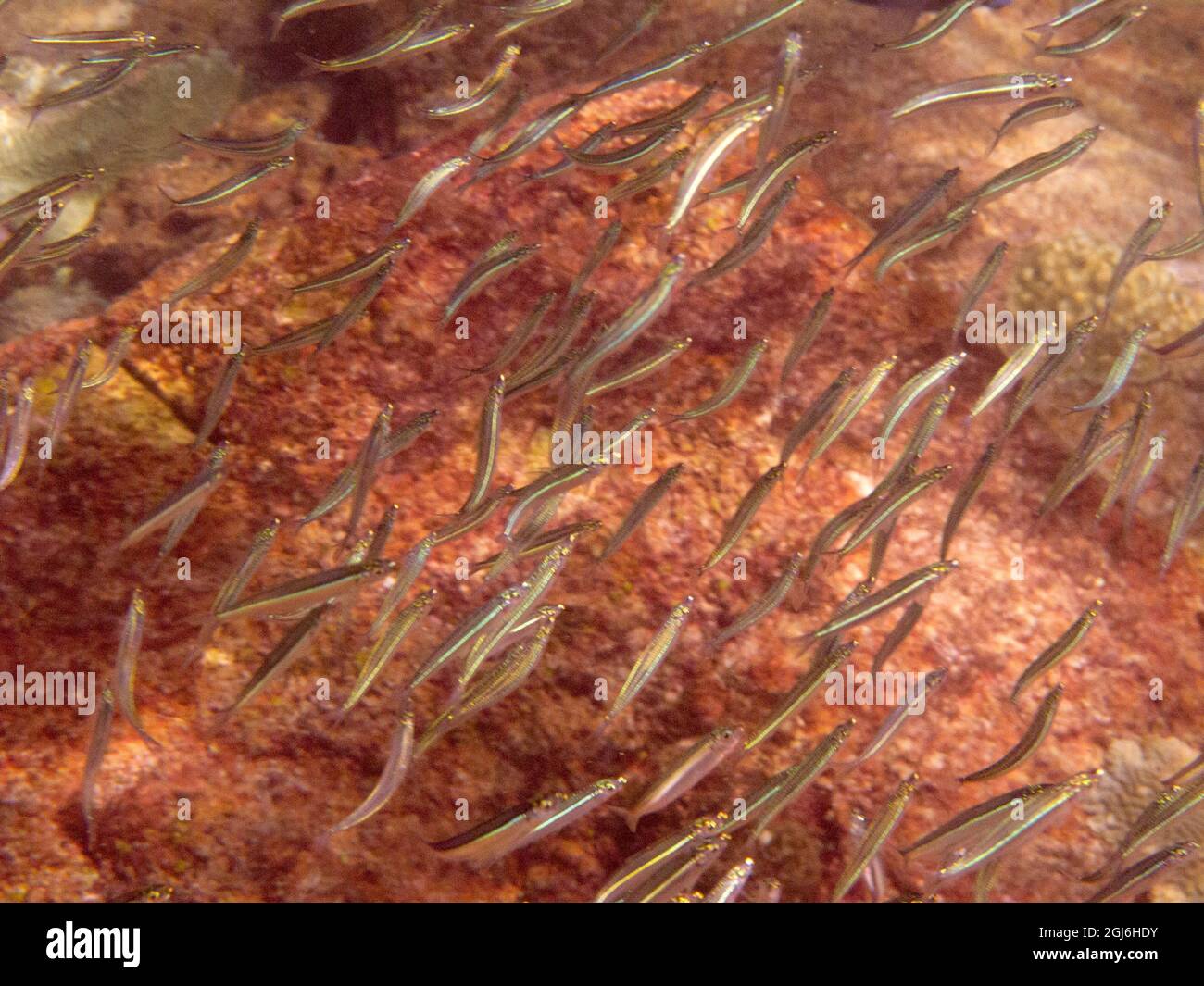 Tagbago Fish Bloody bay hi-res stock photography and images - Alamy