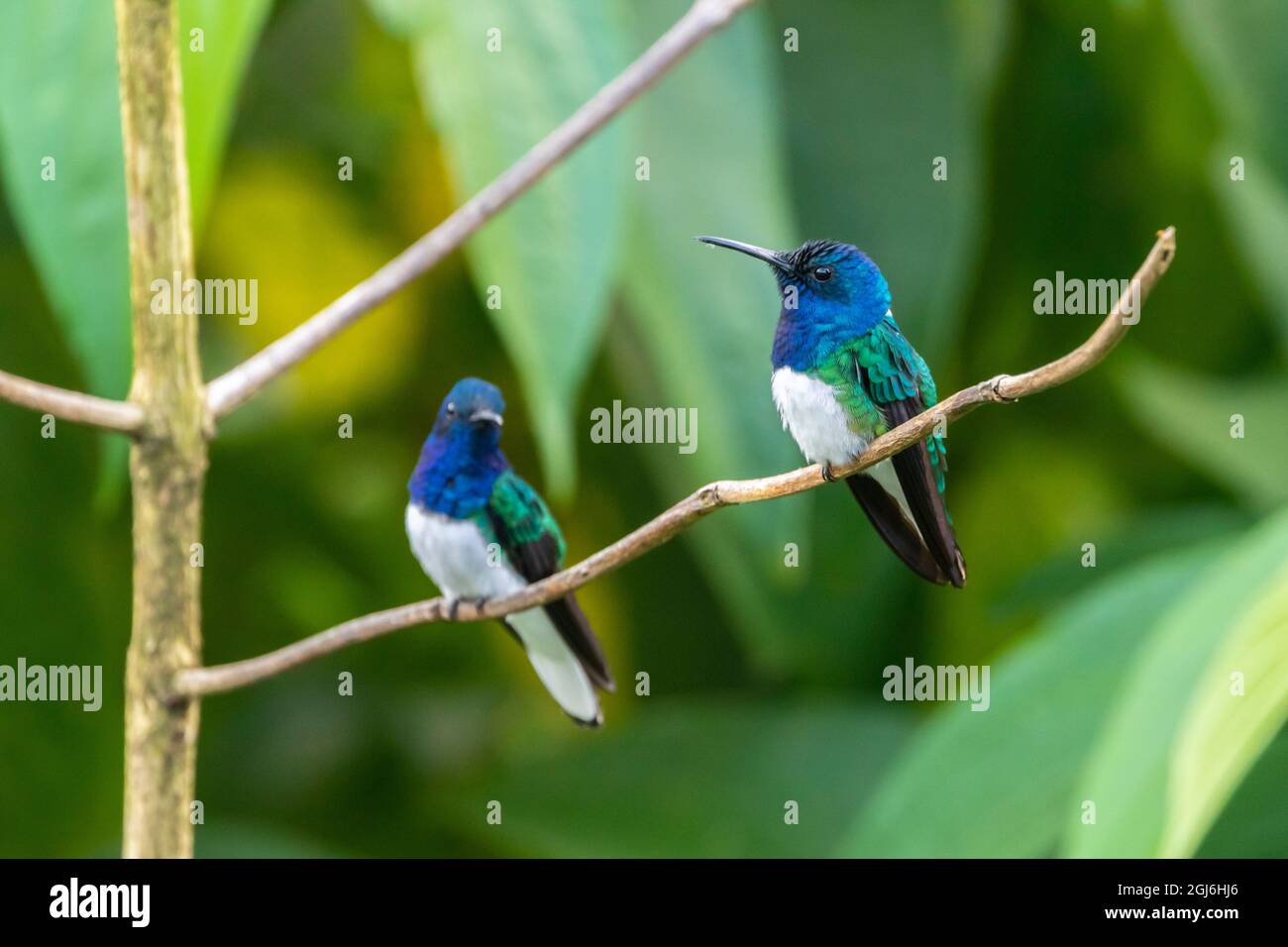Caribbean, Trinidad, Asa Wright Nature Center. Male white-necked ...