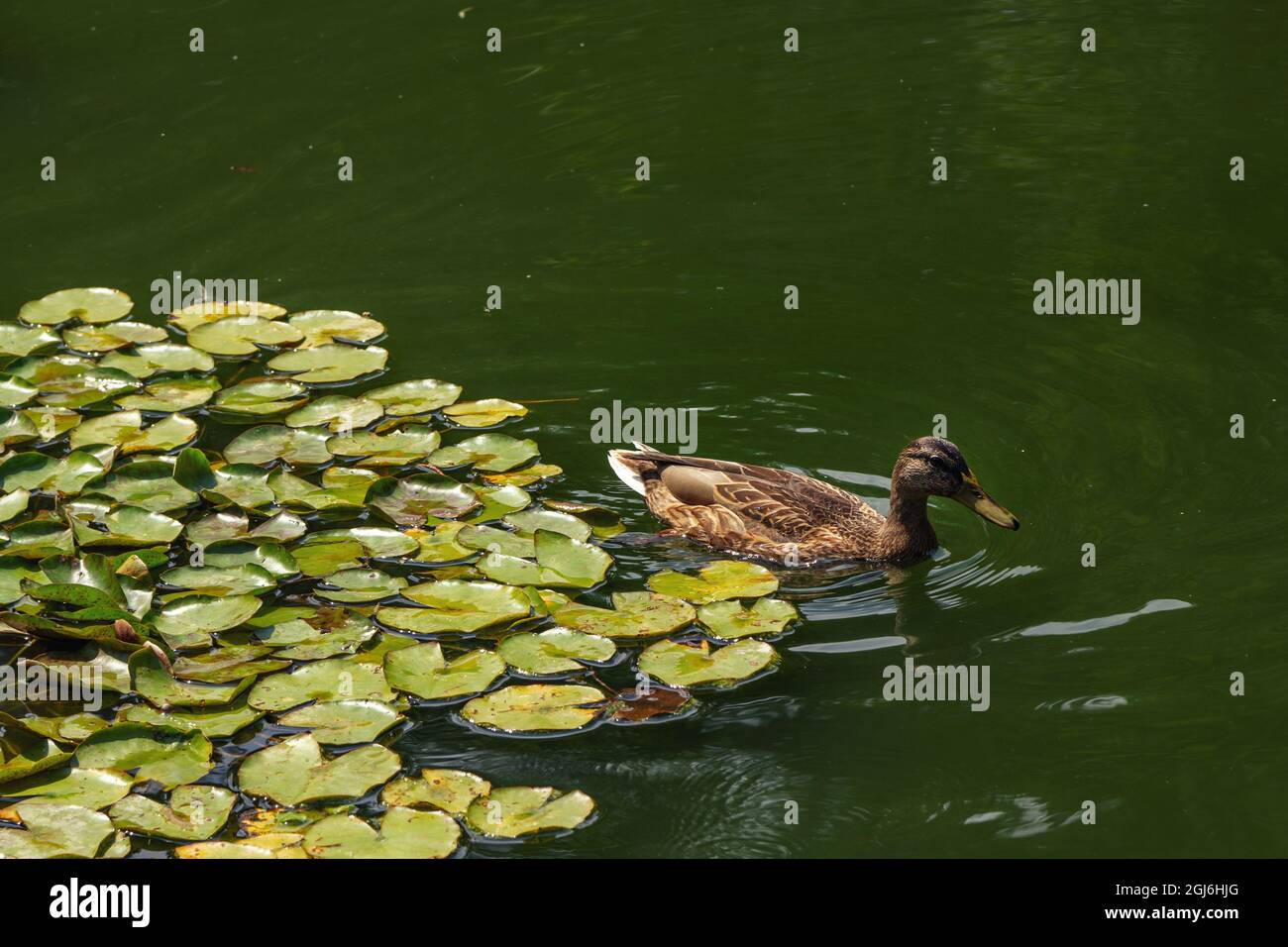 Brown mallard duck on a pond calm green water surface Stock Photo