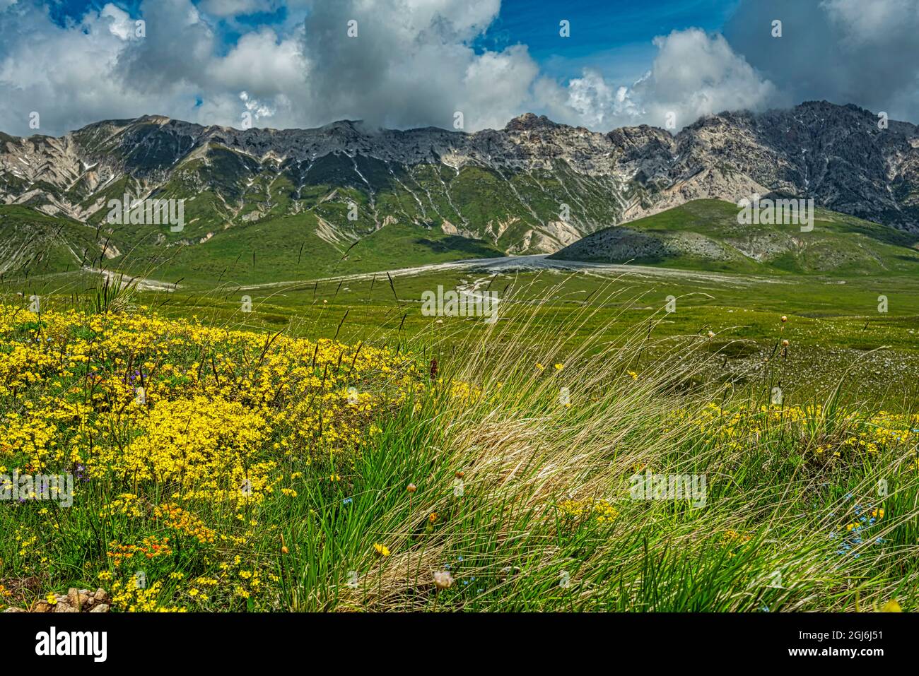 Flowering meadows in front of the Gran Sasso mountain range in Campo Imperatore. In the background the peaks of Brancastello and Monte Prena.Abruzzo Stock Photo